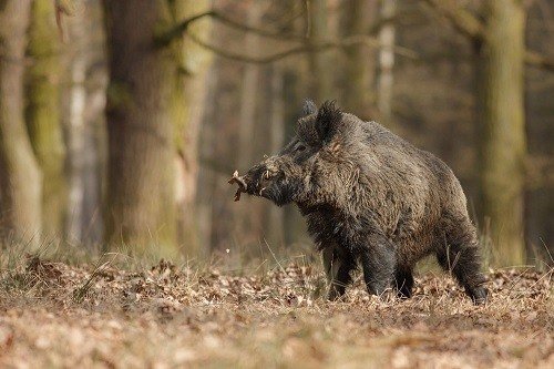 Moultrie Game Spy Trail Camera Caught Wild Boar