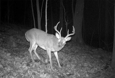 Trail camera with an infrared.