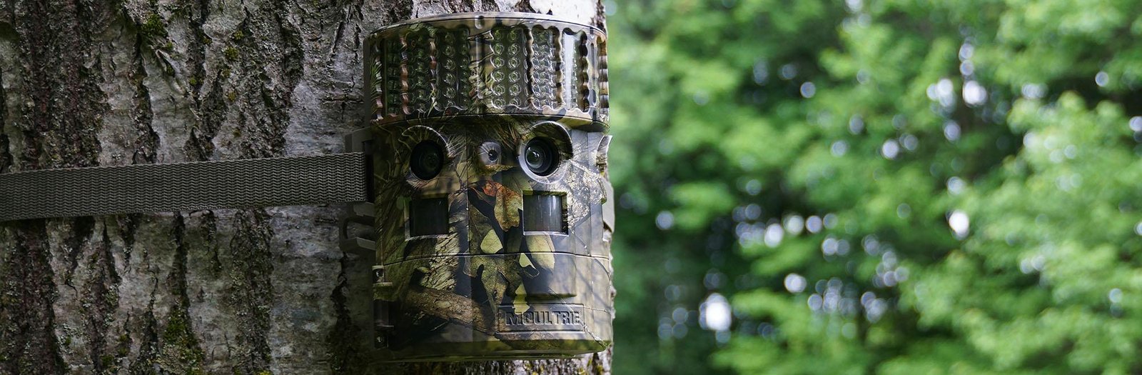 Trail camera set up on a tree.