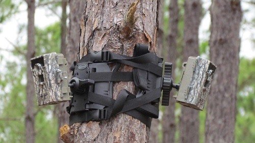 Two trail cameras set up on a tree.